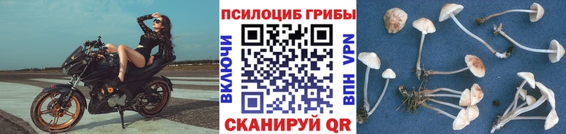 Галлюциногенные грибы Cubensis  цена   Дорогобуж 